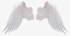 White Wings Png Image - Angel Wings Png