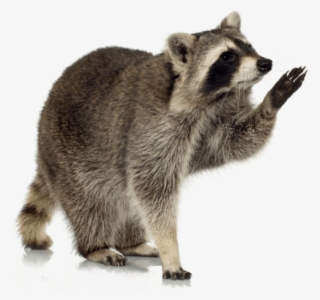 Animals - Raccoons - Raccoon Transparent Png