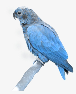 Blue Parrot Png