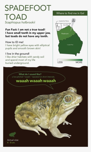 This Project Includes - Eastern Spadefoot