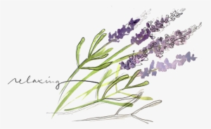 Lavender - Watercolor Painting
