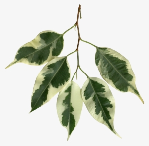 Ficus Benjamina Scanned Leaves - Leaf