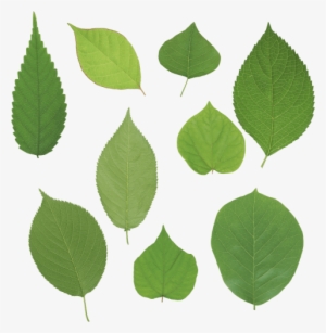 Free Png Green Leaves Png Images Transparent - Листья Сирени Png