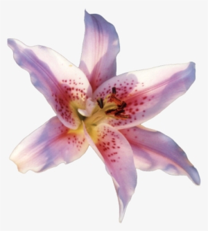 Oriental Lily Png