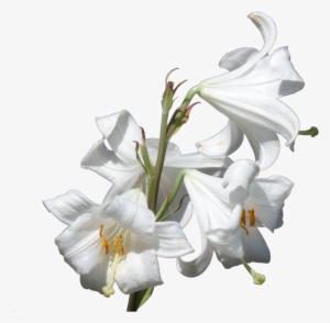 Png Image Information - Lilies Png