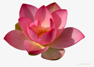 Water Lily Png Transparent - Water Lily Flower Png