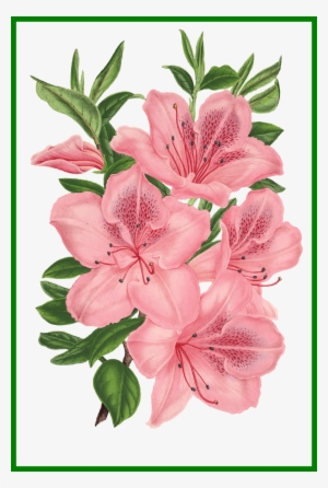Png Free Appealing Pink Bunch Of Flowers Photoshop - Drawing Of Pink Flowers