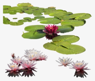 Free Png Water Lily Png Images Transparent - Water Lily Png
