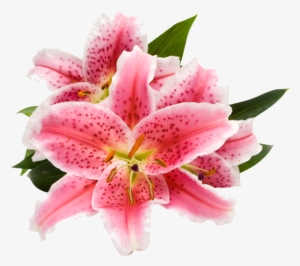 Ecoscents Stargazer Lily Wax Melts (3 Pack), Pink