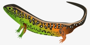 Lizard Clipart Female Cartoon - Lizard