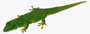 Lizard Png - Portable Network Graphics