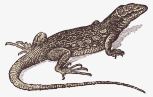 Snakeskin Drawing Lizard - Monster Lizard