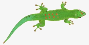 Free Png Green Lizard Png Images Transparent - Green Lizard Transparent Background