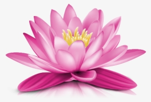Water Lily Png Transparent Picture - Water Lily Flower Png