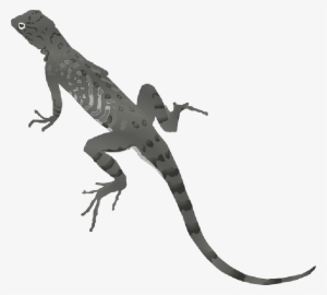 Tools - Lizard Clipart Transparent Background