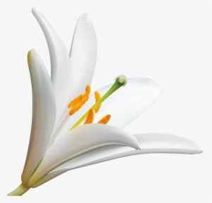 Lilly Cliparts