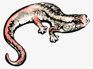 Illustrations Of Native Wildlife At The Forrest Woods - Alligator Lizard