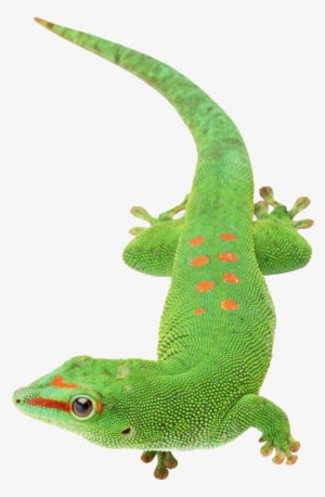 Green Lizard Free Png - Van Der Waals Bindung