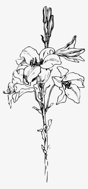 Lily Png