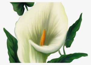 Calla Lily Png Picture Transzfer Pinterest Calla Lilies Flor Cala Png Transparent Png 1368x855 Free Download On Nicepng