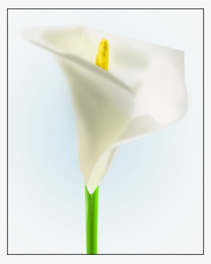 How To Set Use White Lily Clipart
