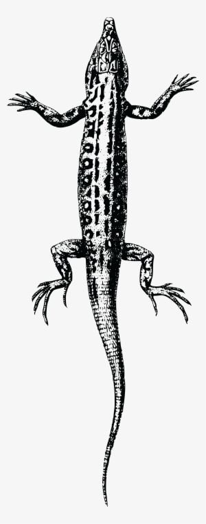 , , - Lizard
