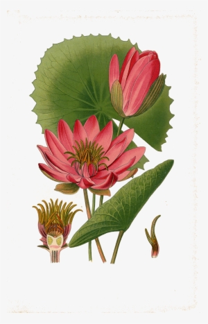 Water Lily Png Transparent Images - Botanical Illustration Lotus