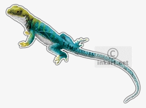 Collared Lizard Crotaphytus Collaris Graphic Black - Oklahoma State Animals Round Ornament