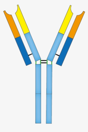 201603 antibody - antibody