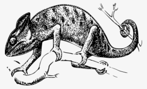 How To Set Use Lizard Svg Vector