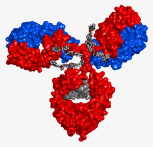 Antibody Drug Conjugates - Antibody Drug Conjugate 3d