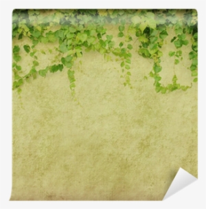 Green Ivy On Old Grunge Antique Paper Texture Wall - Green Ivy Leaves Climbing On Old Grunge