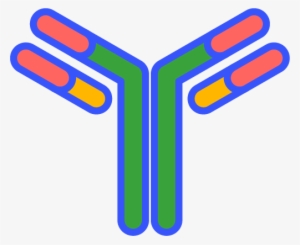 antibody - antibody svg