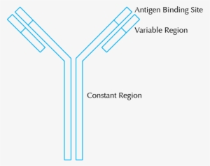 What Is An Antibody - Antibody Diagram