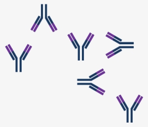 Model Of Antibody Or Antigen Excess - Antigen Png