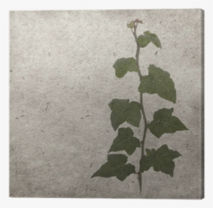 Green Ivy On Old Grunge Antique Paper Texture Canvas - Photography
