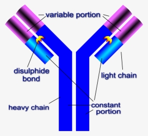Open - Labeled Structure Of Antibody
