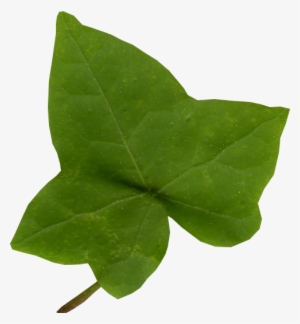 Ivy Leaf Png Clip Art - Ivy Leaf Transparent