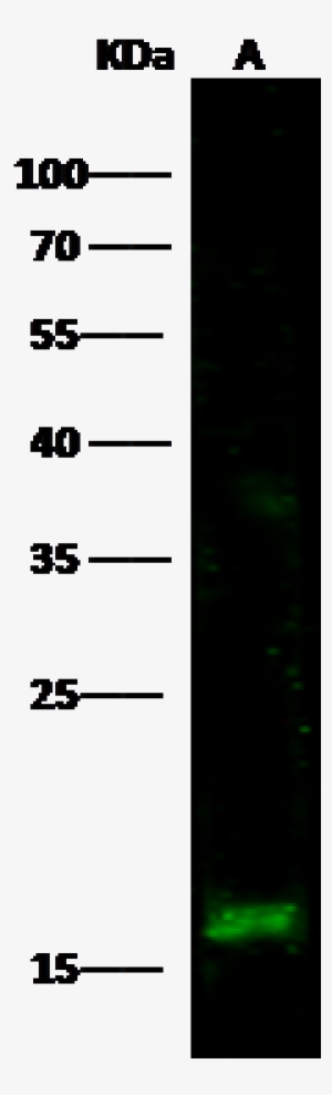Anti-reg3a Antibody Images - Antibody