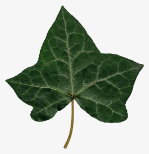 Ivy Leaf 02 485 Kb - Png Ivy Leaf