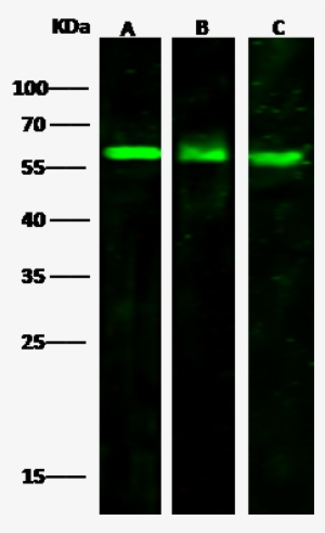 Anti-vnn2 Antibody Images - Cd3d