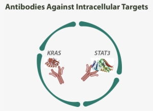 Antibodies Against Intracellular Targets - La Cell Internalize Antibody