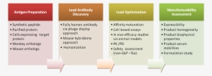 Reagent Antibody Provision - Antibody Drug Development Process