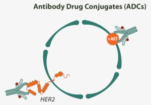 Antibody Drug Conjugates - Antibody Drug Conjugates Therapeutics