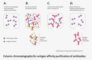 Antibody Purification - Antibody