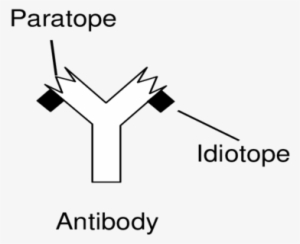2 Presence Of Paratope And Idiotope On Antibody - Paratope
