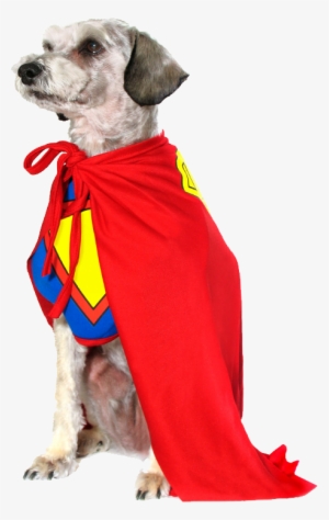 Diy Superhero Mask To Make With Templates - Dog With A Cape Png