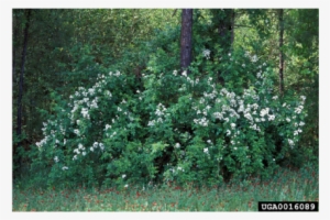 The Mass Of Vines Can Grow Heavy Enough To Bend Trees - Multiflora Rose Invasive