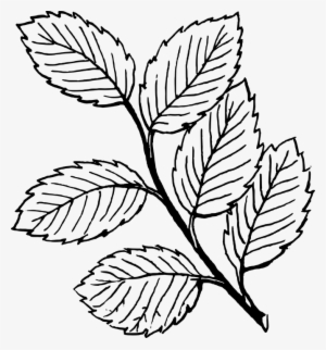 Drawn Vine Plant Stem - Colouring Page Of Leaves