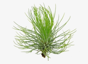 Wispy Tillandsia Air Plant - Tillandsia Png